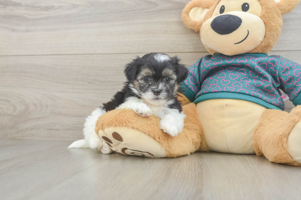 5 week old Teddy Bear Puppy For Sale - Fairfield Furbabies