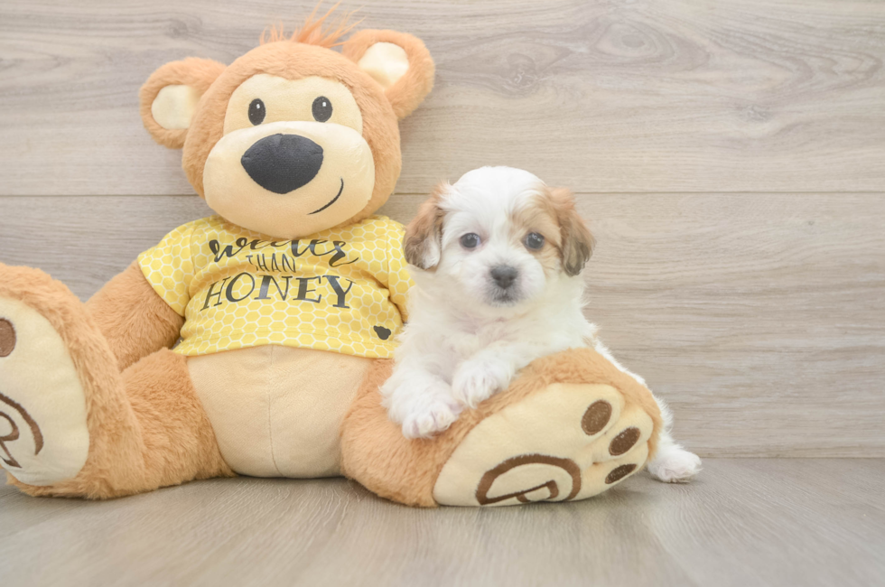 5 week old Teddy Bear Puppy For Sale - Fairfield Furbabies