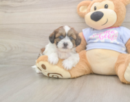8 week old Teddy Bear Puppy For Sale - Fairfield Furbabies