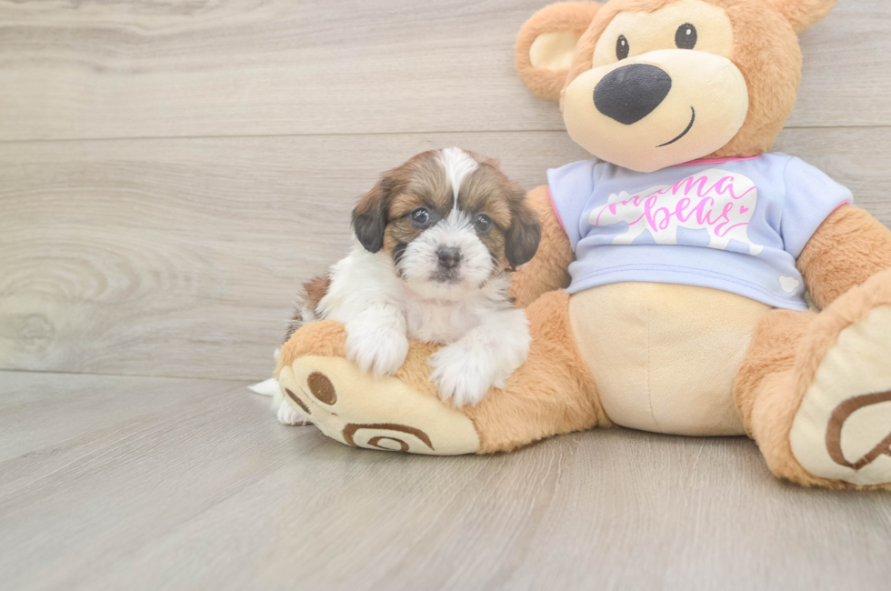 8 week old Teddy Bear Puppy For Sale - Fairfield Furbabies