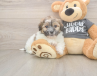 7 week old Teddy Bear Puppy For Sale - Fairfield Furbabies