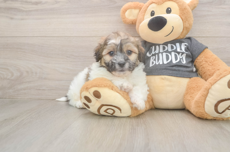 7 week old Teddy Bear Puppy For Sale - Fairfield Furbabies