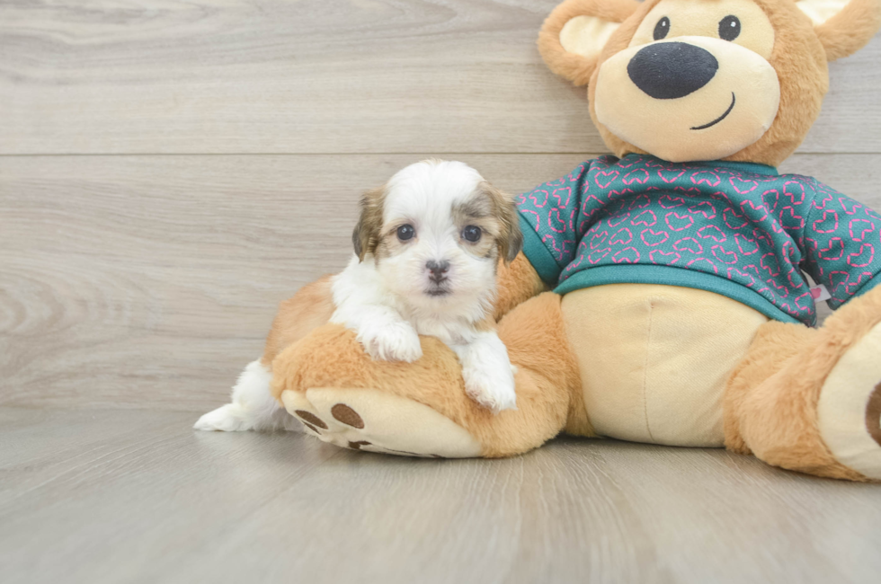 5 week old Teddy Bear Puppy For Sale - Fairfield Furbabies