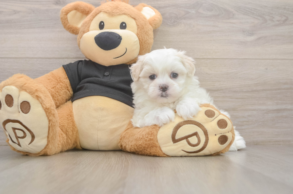 6 week old Teddy Bear Puppy For Sale - Fairfield Furbabies
