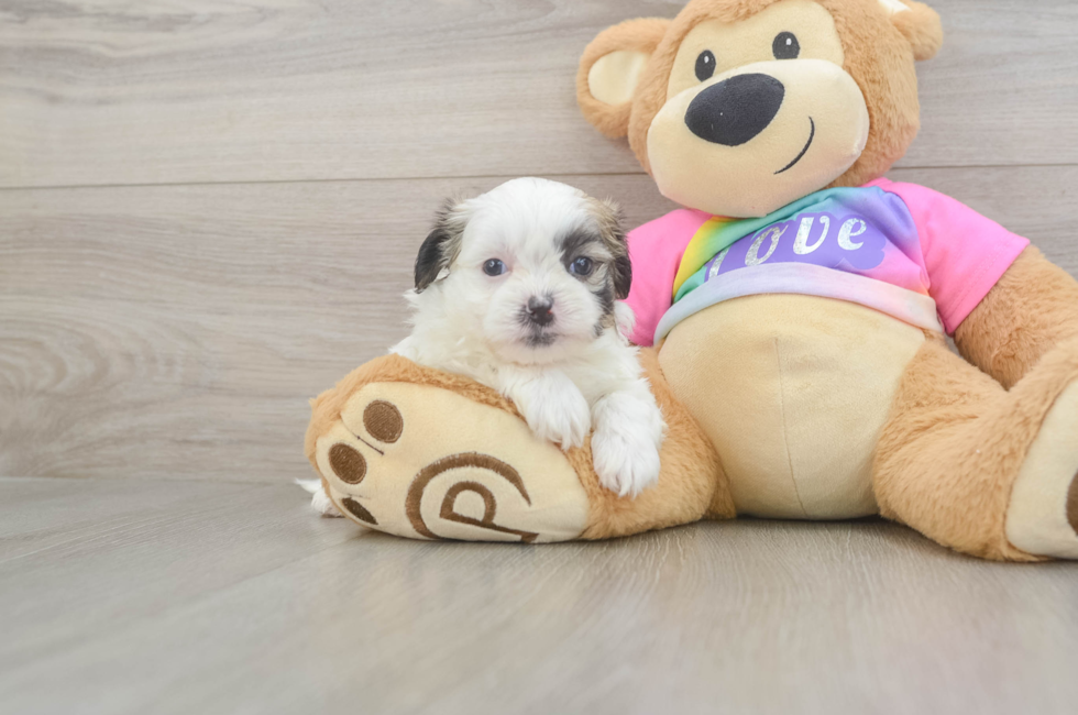 6 week old Teddy Bear Puppy For Sale - Fairfield Furbabies
