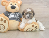 7 week old Teddy Bear Puppy For Sale - Fairfield Furbabies