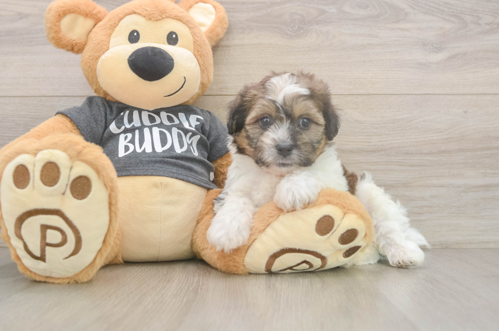 7 week old Teddy Bear Puppy For Sale - Fairfield Furbabies