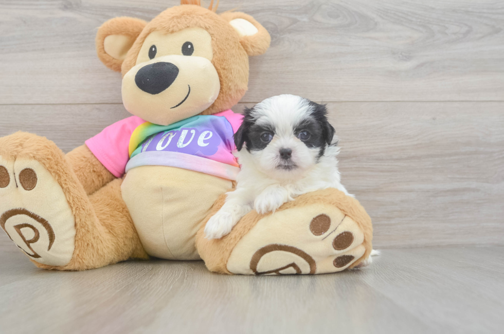 6 week old Teddy Bear Puppy For Sale - Fairfield Furbabies