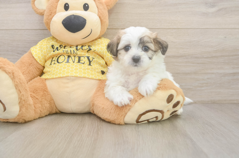 5 week old Teddy Bear Puppy For Sale - Fairfield Furbabies