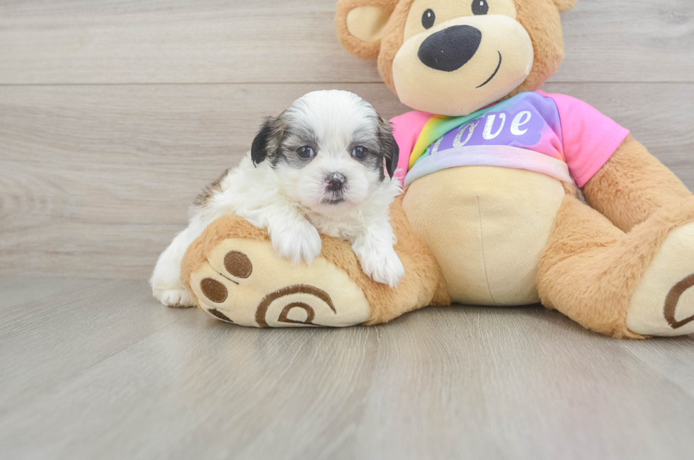 6 week old Teddy Bear Puppy For Sale - Fairfield Furbabies