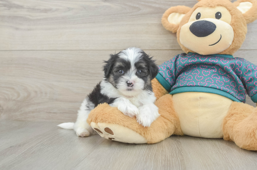 5 week old Teddy Bear Puppy For Sale - Fairfield Furbabies
