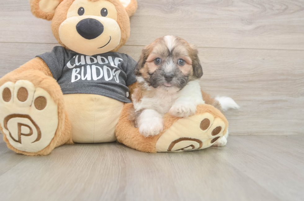 7 week old Teddy Bear Puppy For Sale - Fairfield Furbabies