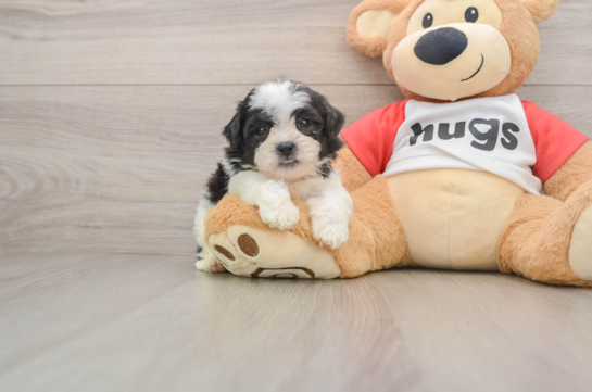 GIZMO, a Teddy Bear littermate