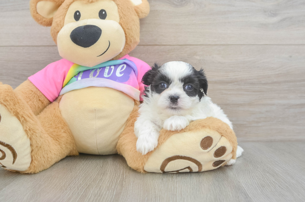 6 week old Teddy Bear Puppy For Sale - Fairfield Furbabies