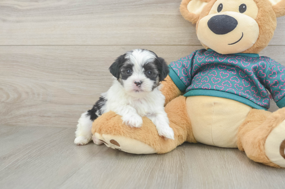 5 week old Teddy Bear Puppy For Sale - Fairfield Furbabies