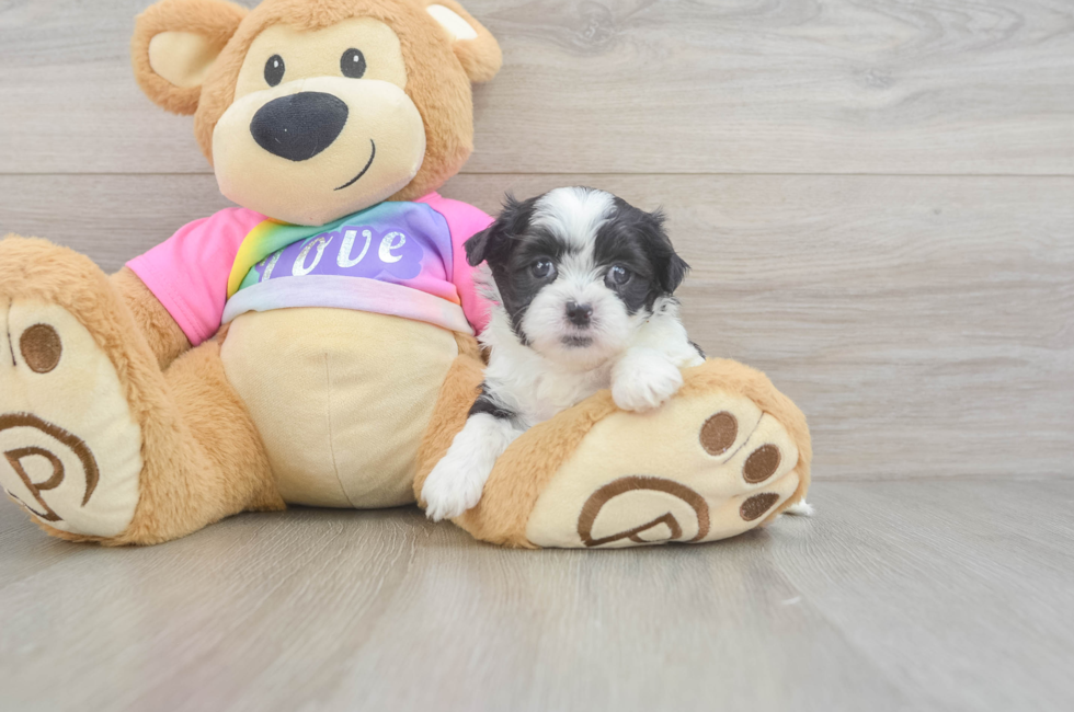 6 week old Teddy Bear Puppy For Sale - Fairfield Furbabies