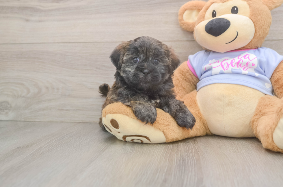 5 week old Teddy Bear Puppy For Sale - Fairfield Furbabies