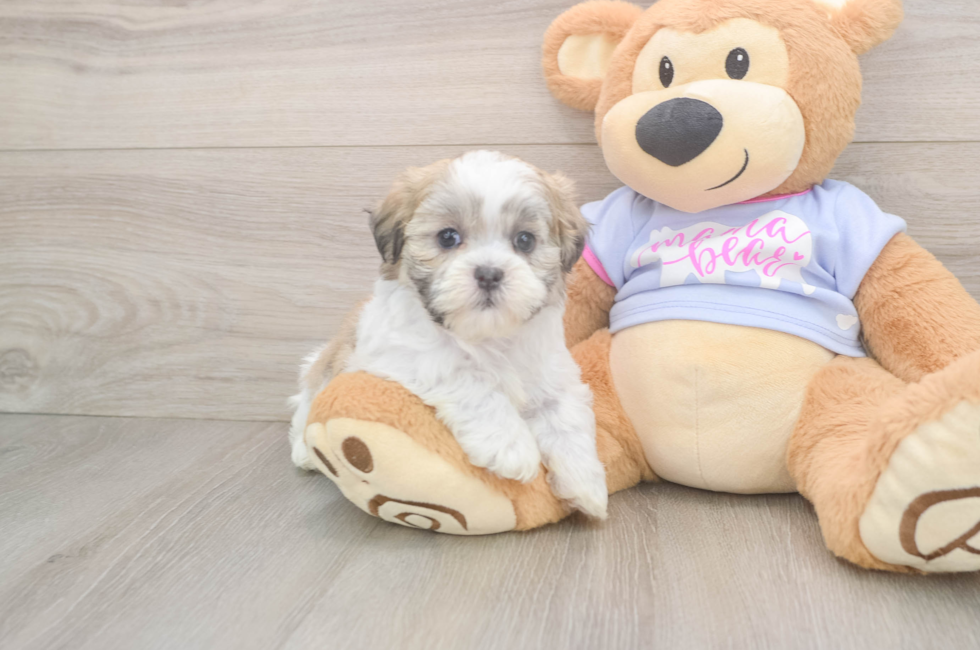 5 week old Teddy Bear Puppy For Sale - Fairfield Furbabies