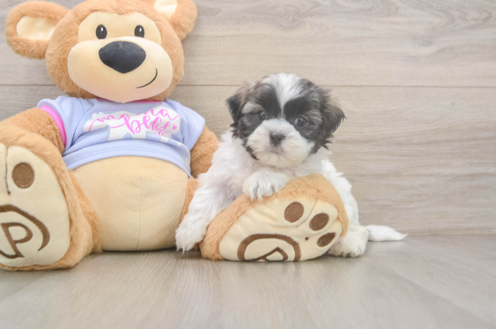 5 week old Teddy Bear Puppy For Sale - Fairfield Furbabies