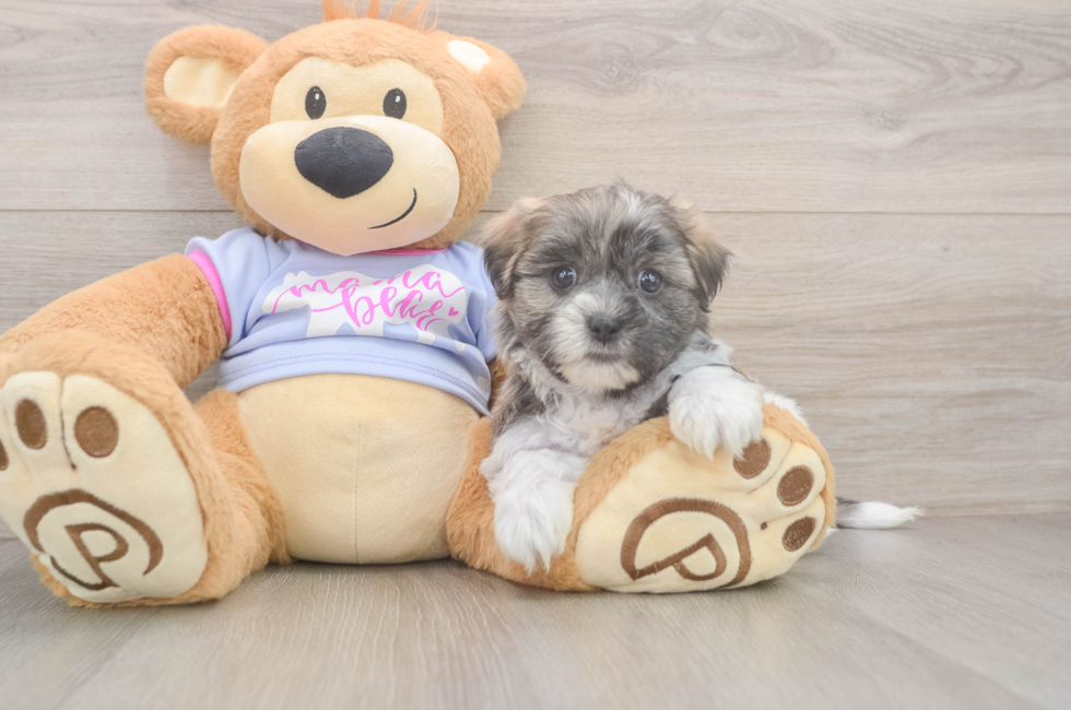 5 week old Teddy Bear Puppy For Sale - Fairfield Furbabies
