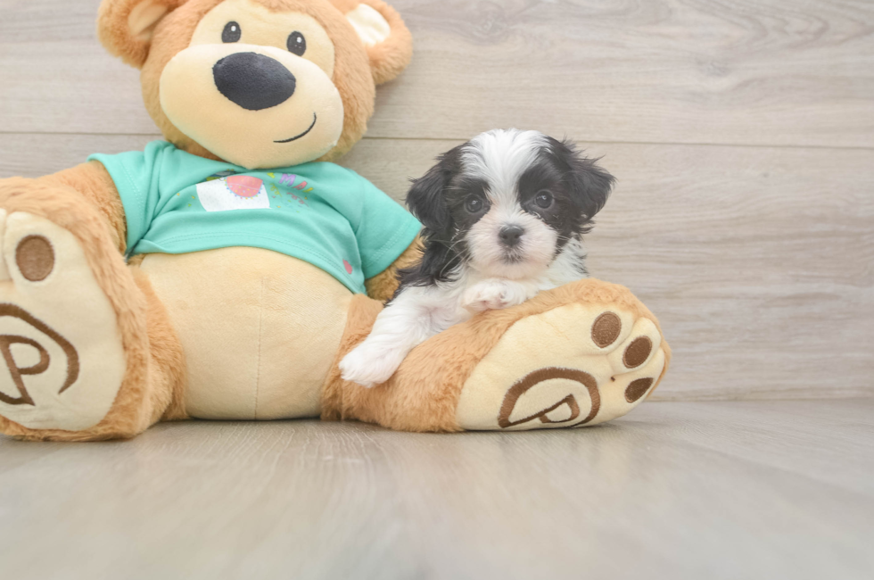 5 week old Teddy Bear Puppy For Sale - Fairfield Furbabies