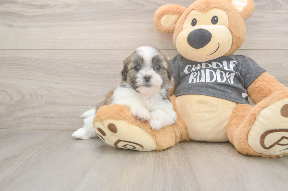 6 week old Teddy Bear Puppy For Sale - Fairfield Furbabies