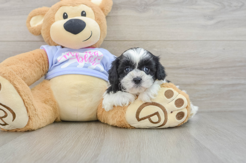 6 week old Teddy Bear Puppy For Sale - Fairfield Furbabies