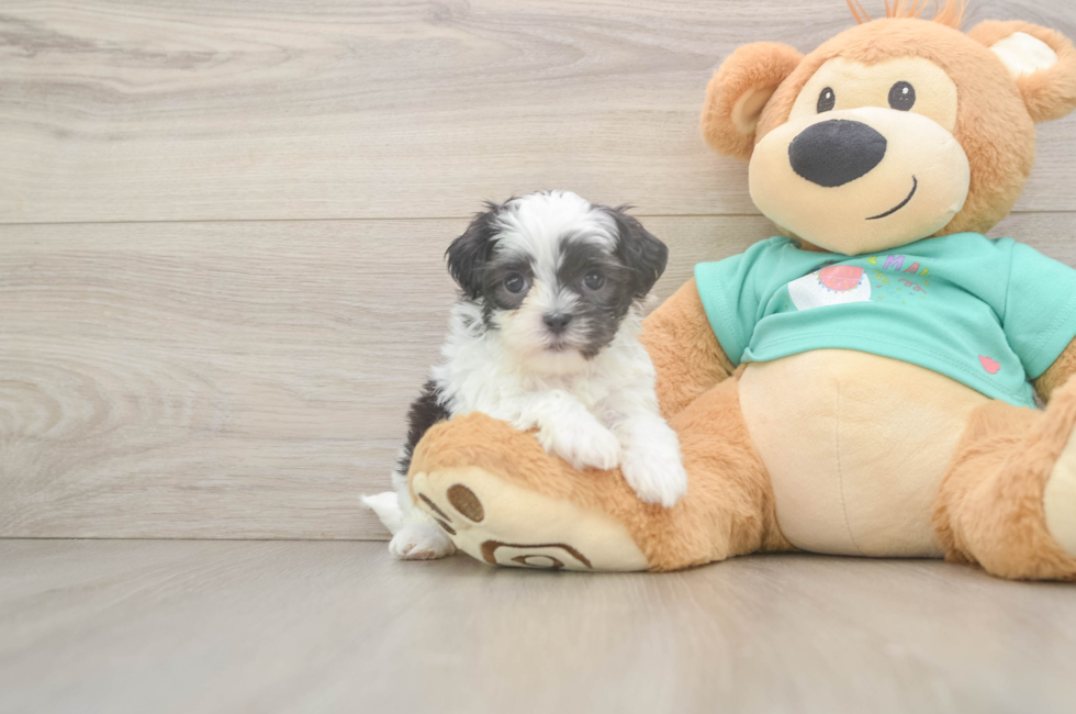 5 week old Teddy Bear Puppy For Sale - Fairfield Furbabies