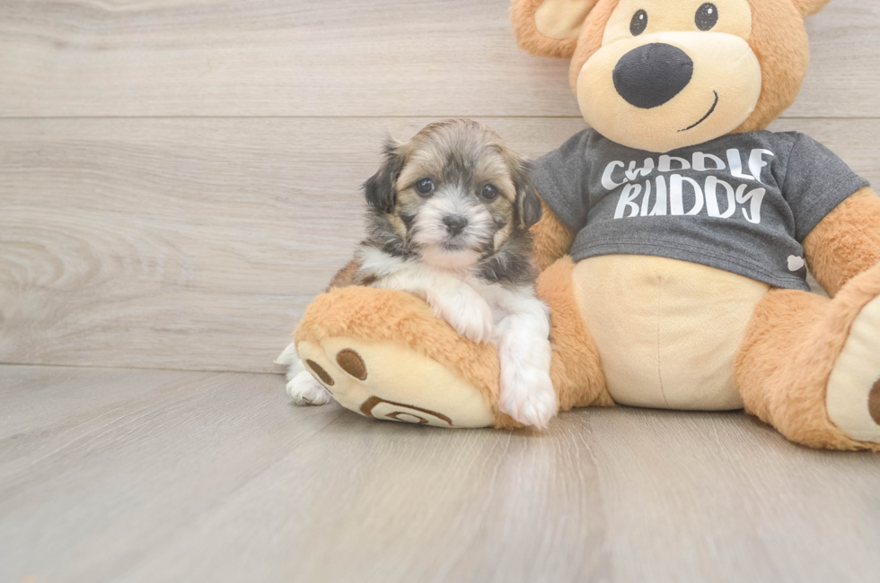 6 week old Teddy Bear Puppy For Sale - Fairfield Furbabies