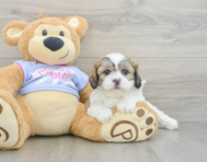 6 week old Teddy Bear Puppy For Sale - Fairfield Furbabies