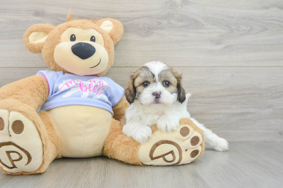 6 week old Teddy Bear Puppy For Sale - Fairfield Furbabies