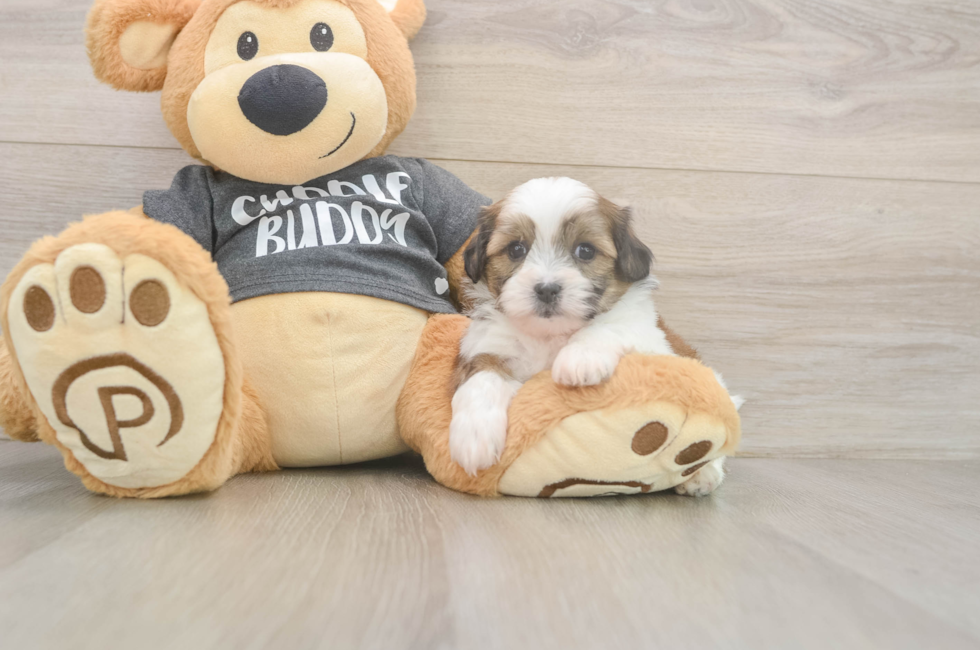 6 week old Teddy Bear Puppy For Sale - Fairfield Furbabies