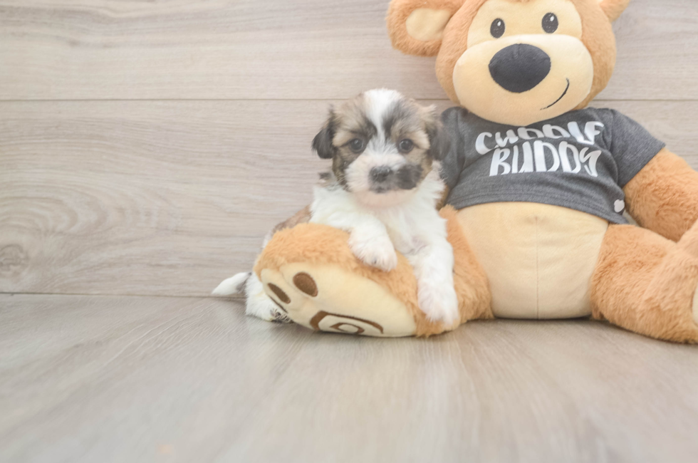 6 week old Teddy Bear Puppy For Sale - Fairfield Furbabies