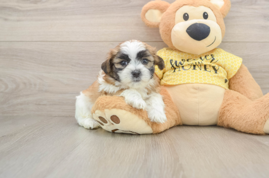 Little Shi Chon Designer Puppy