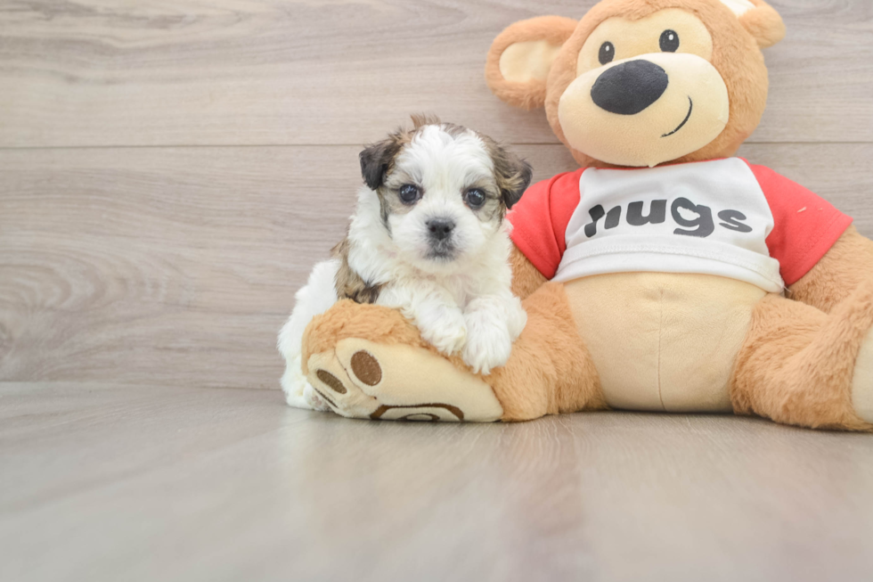 Teddy Bear Pup Being Cute