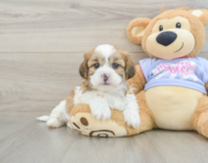 6 week old Teddy Bear Puppy For Sale - Fairfield Furbabies