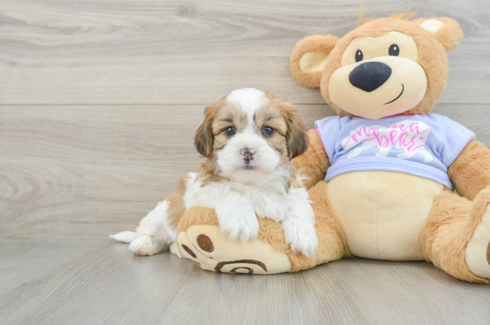 6 week old Teddy Bear Puppy For Sale - Fairfield Furbabies