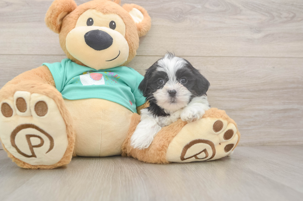 5 week old Teddy Bear Puppy For Sale - Fairfield Furbabies