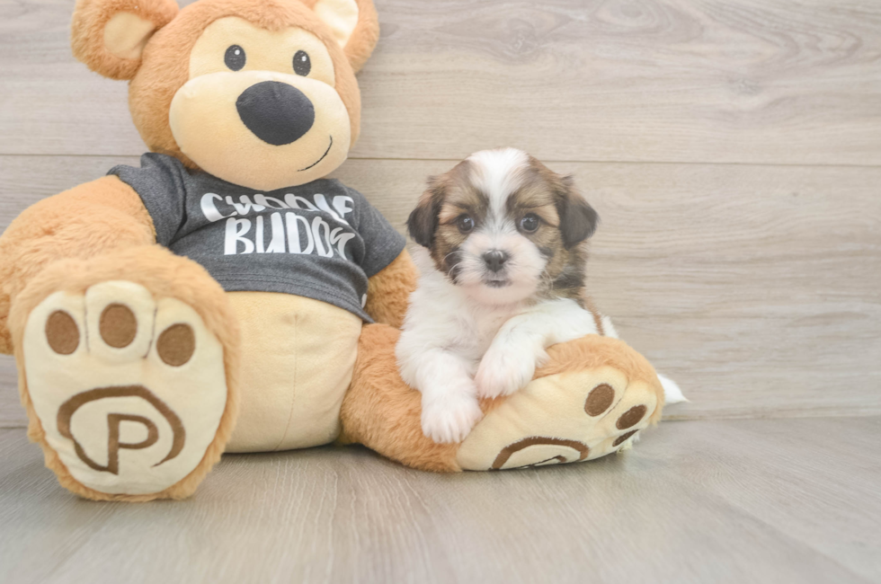 6 week old Teddy Bear Puppy For Sale - Fairfield Furbabies