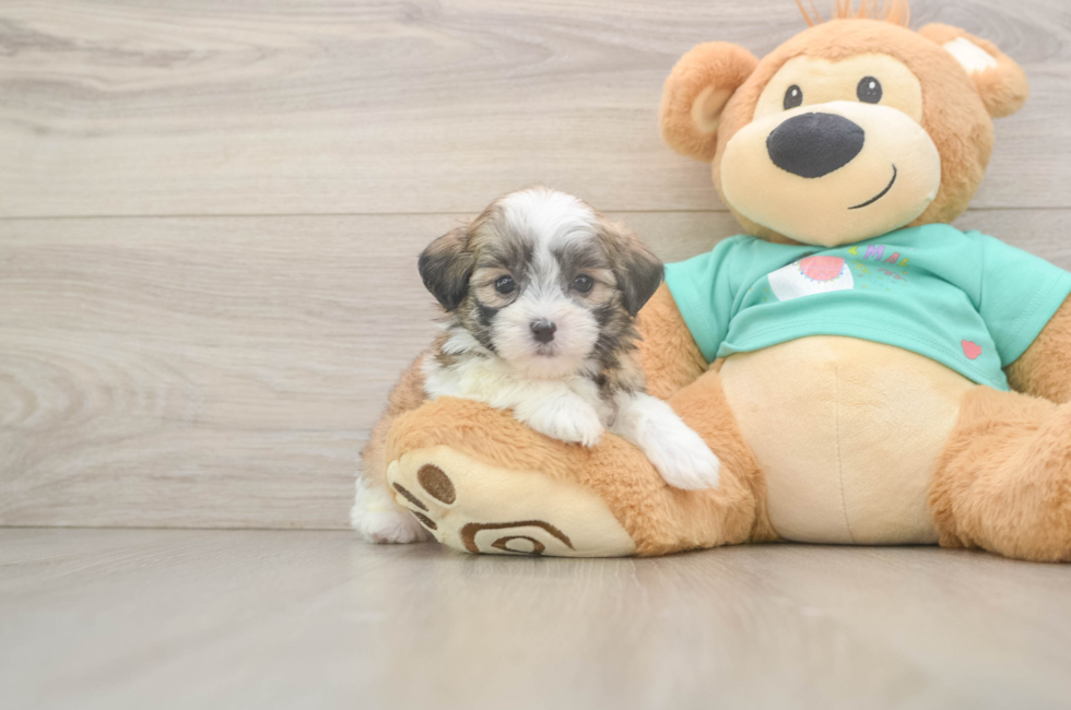 5 week old Teddy Bear Puppy For Sale - Fairfield Furbabies