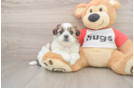 Teddy Bear Puppy for Adoption