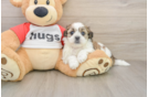 Energetic Shitzu Designer Puppy