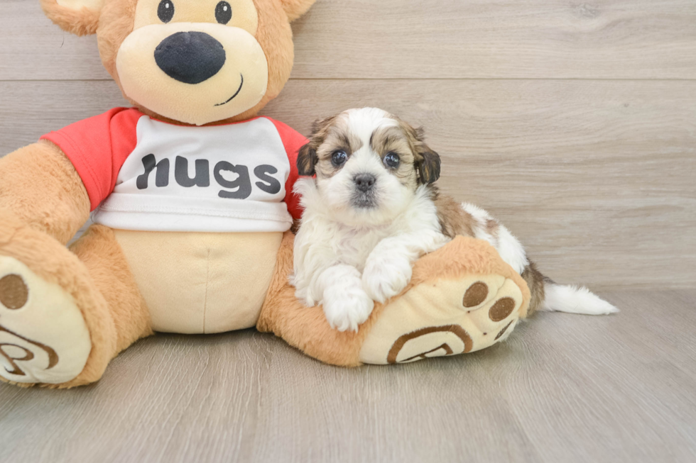 Energetic Shitzu Designer Puppy