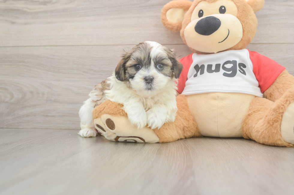 6 week old Teddy Bear Puppy For Sale - Fairfield Furbabies
