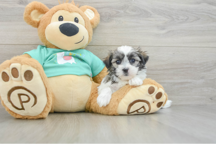 Teddy Bear Puppy for Adoption