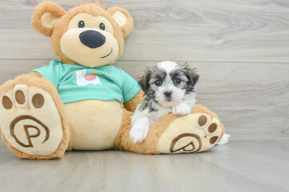 7 week old Teddy Bear Puppy For Sale - Fairfield Furbabies