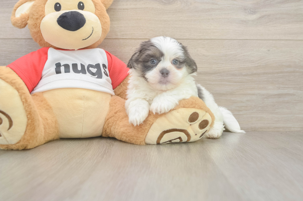 6 week old Teddy Bear Puppy For Sale - Fairfield Furbabies
