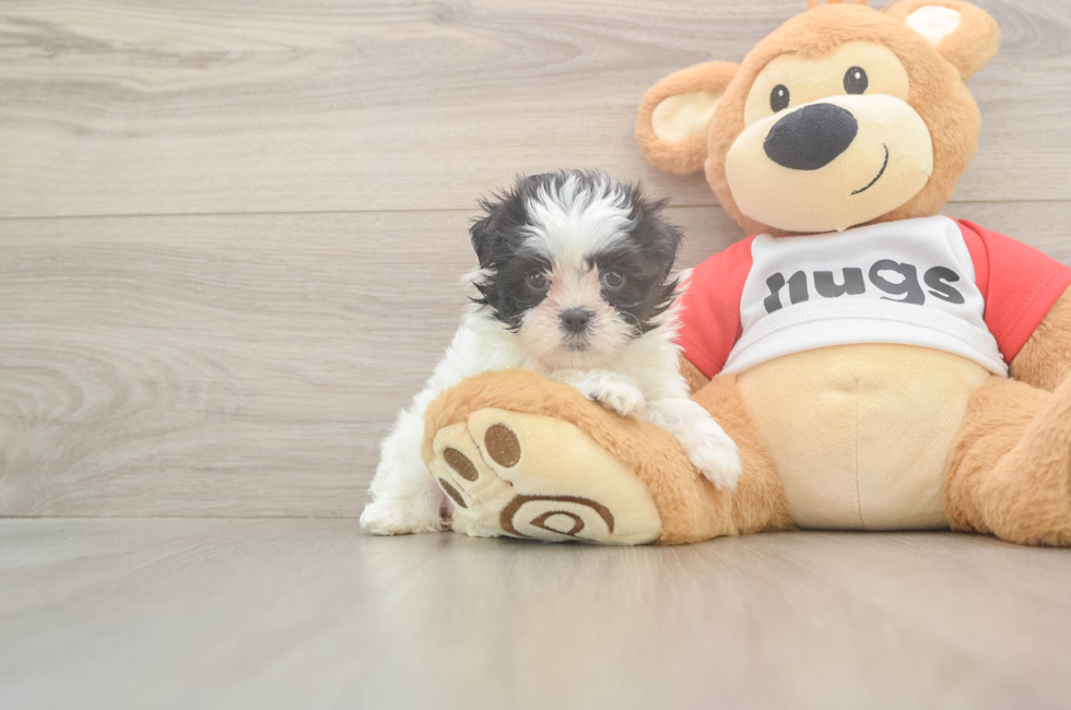 6 week old Teddy Bear Puppy For Sale - Fairfield Furbabies