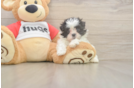 Teddy Bear Puppy for Adoption