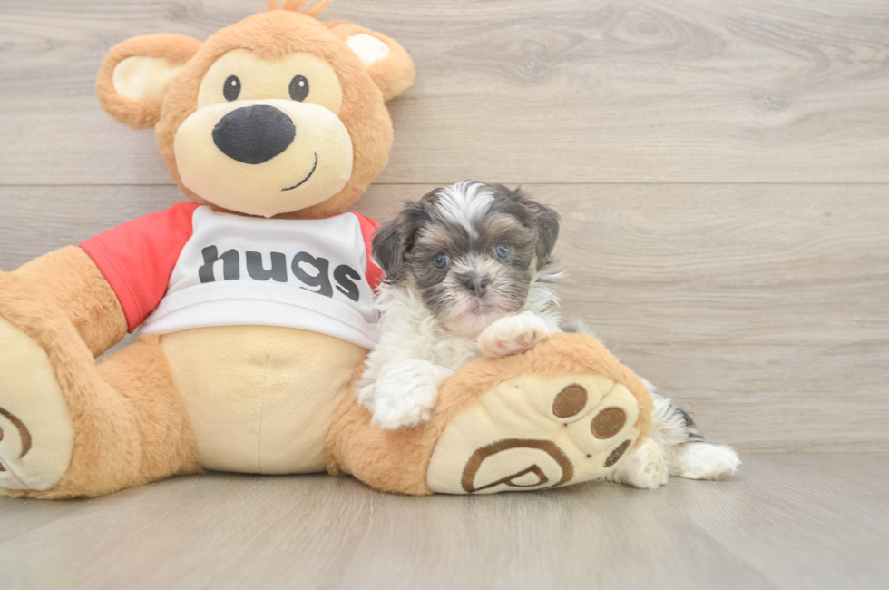 6 week old Teddy Bear Puppy For Sale - Fairfield Furbabies
